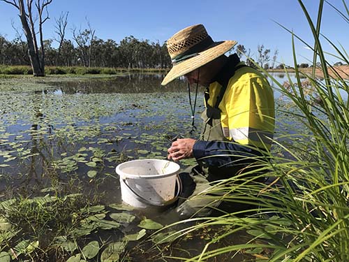Aquatic Ecologist Assessment Queensland Sunshine Coast